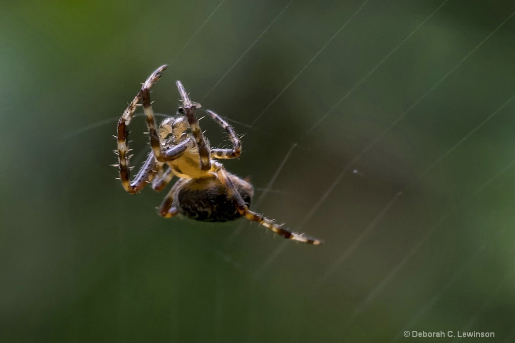 Hairy Brown Orchardweaver