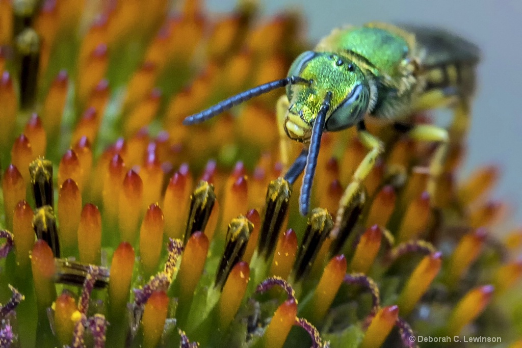 Metallic Green Bee- super close