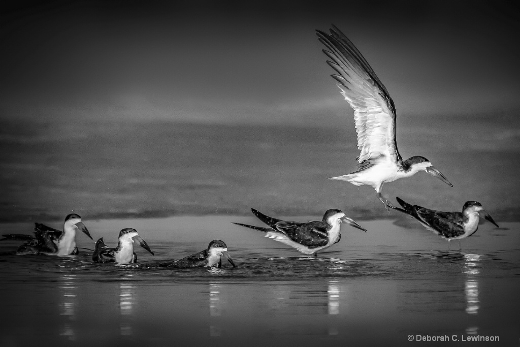 Skimmers in Puddle