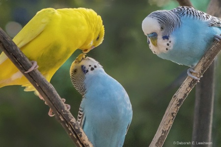 Parakeets