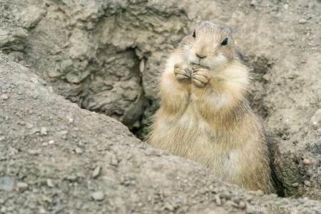 Prairie Dog