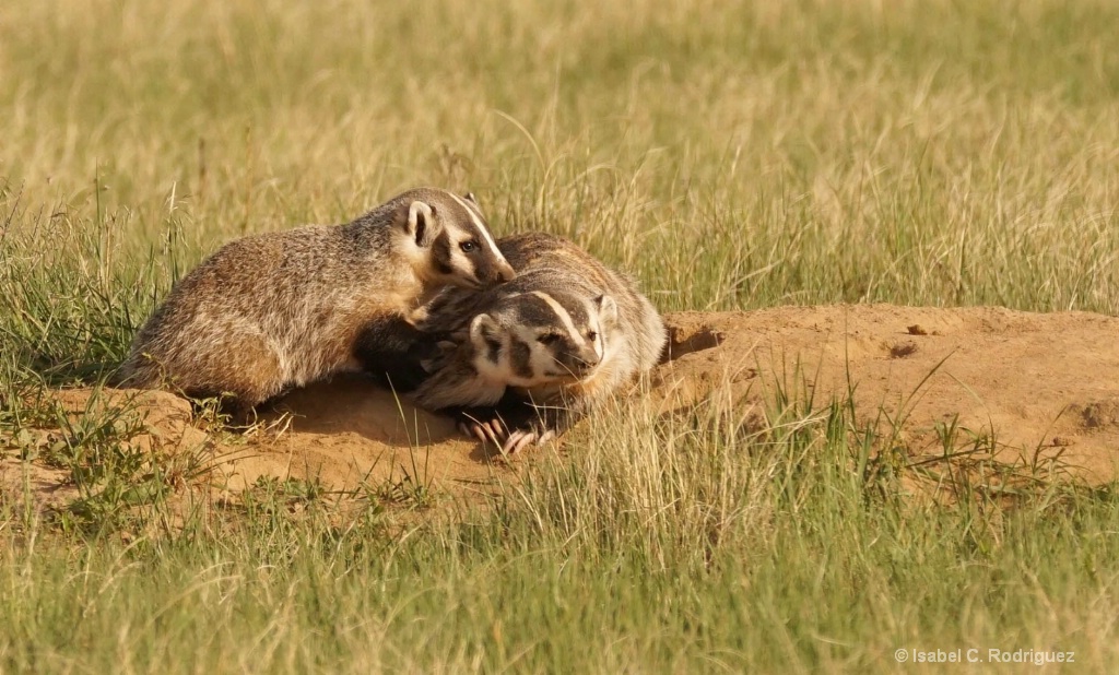 Momma Badger Love