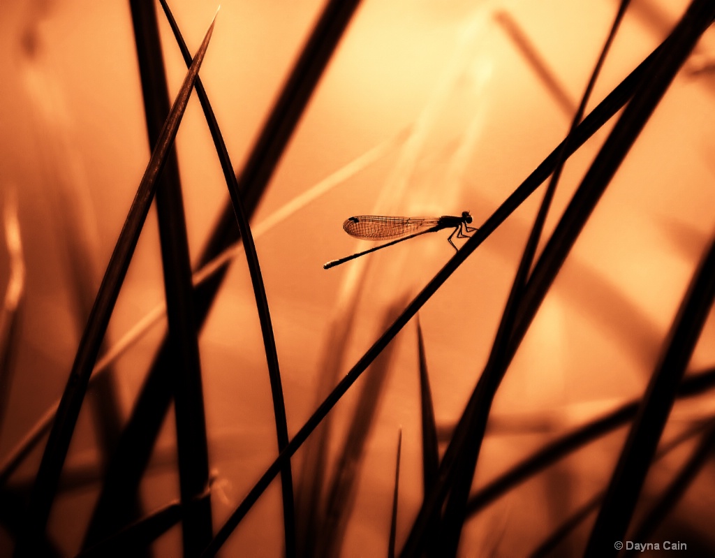 Dragonfly Sunset