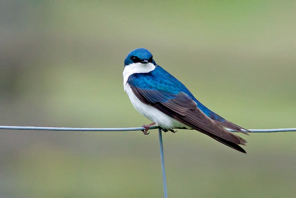 On The Fence