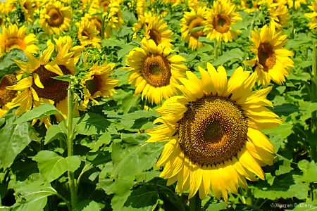 Its not summer without Sunflowers