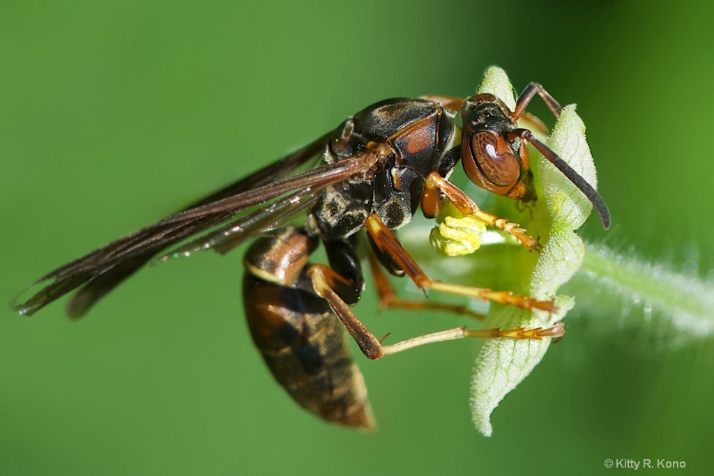 Paper Wasp Hugging a Bud 