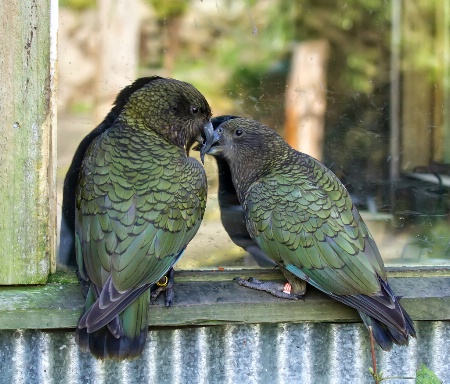Beak buddies