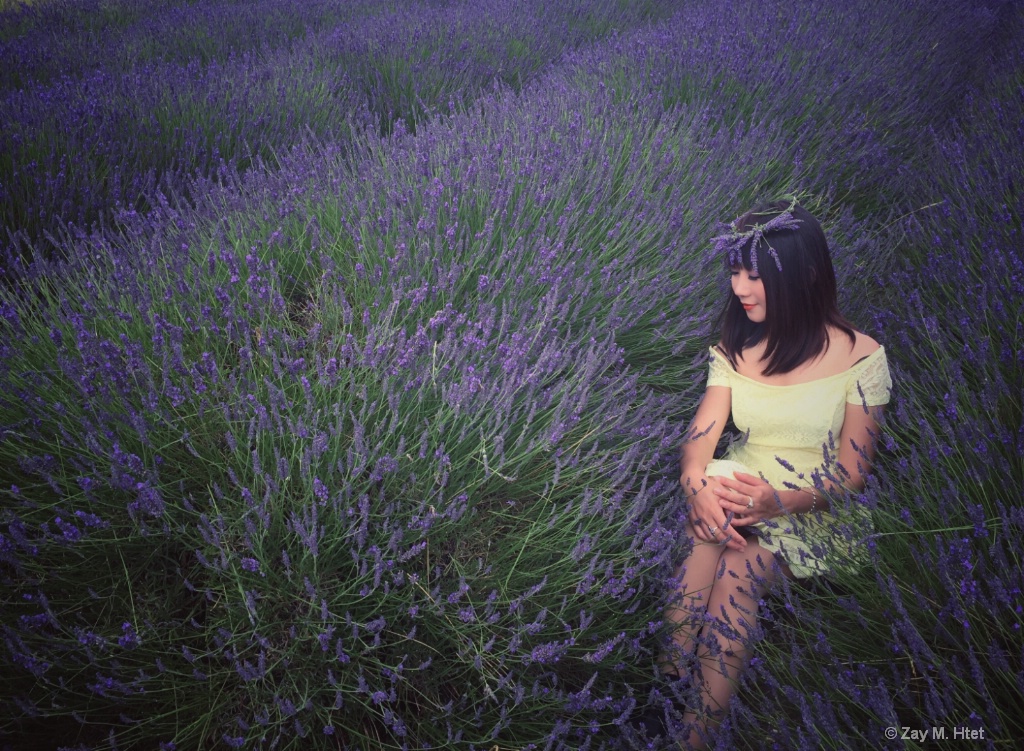 Lavender angel 