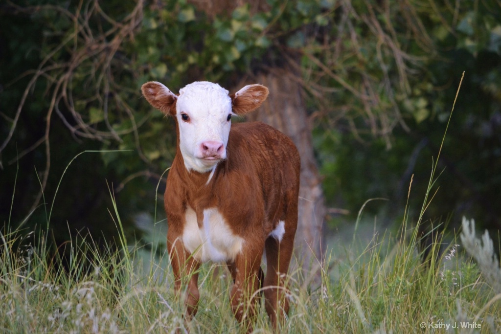 Young Hereford Calf