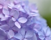 Hydrangea Mist