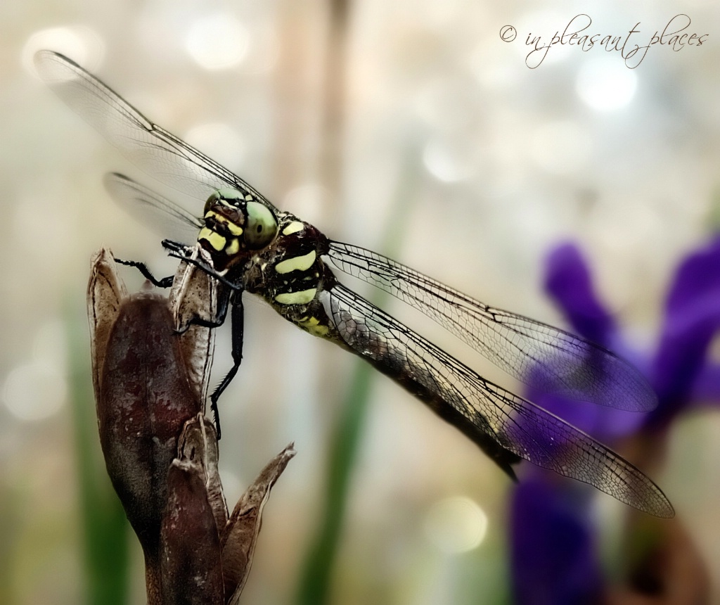 Green-eyed Dragonfly