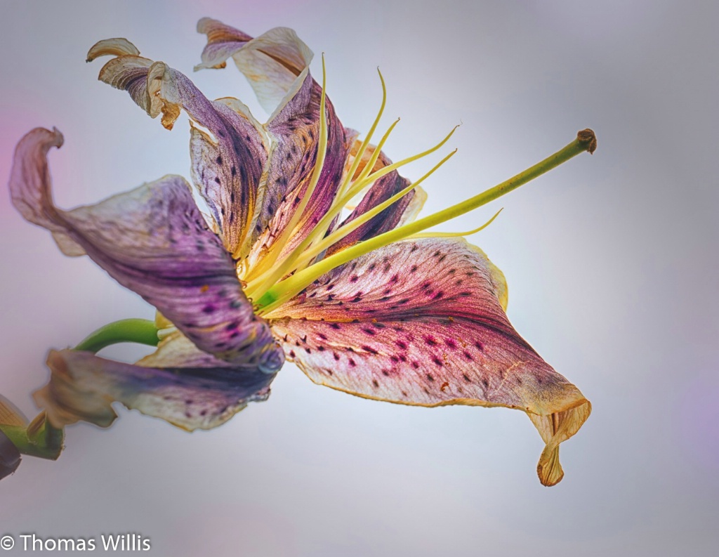 Fading Lily 