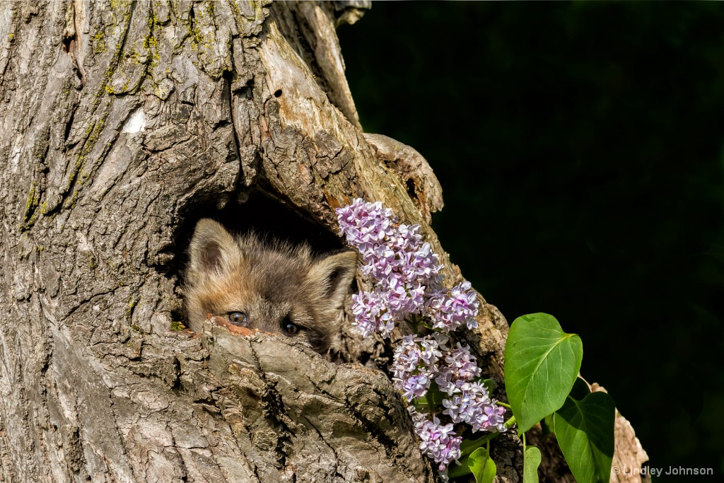 Baby Red Fox