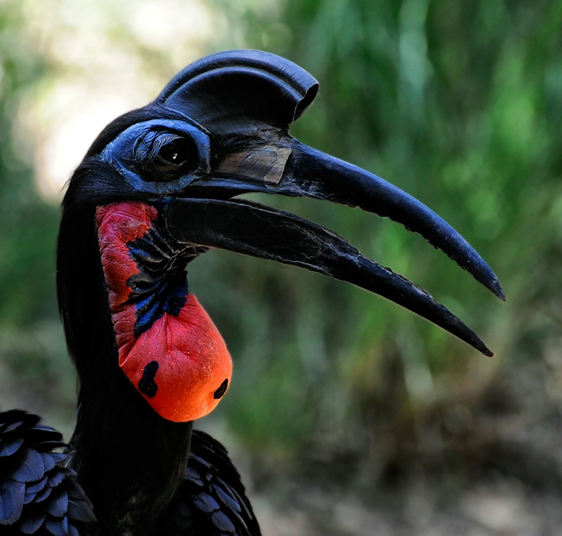 Abyssinian Hornbill