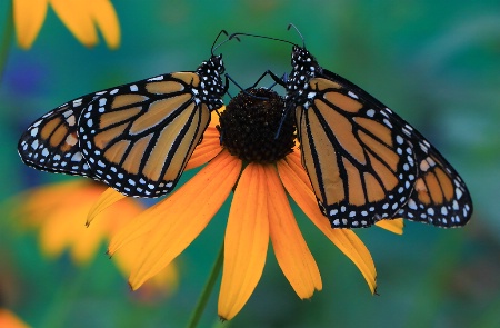 Two Monarchs