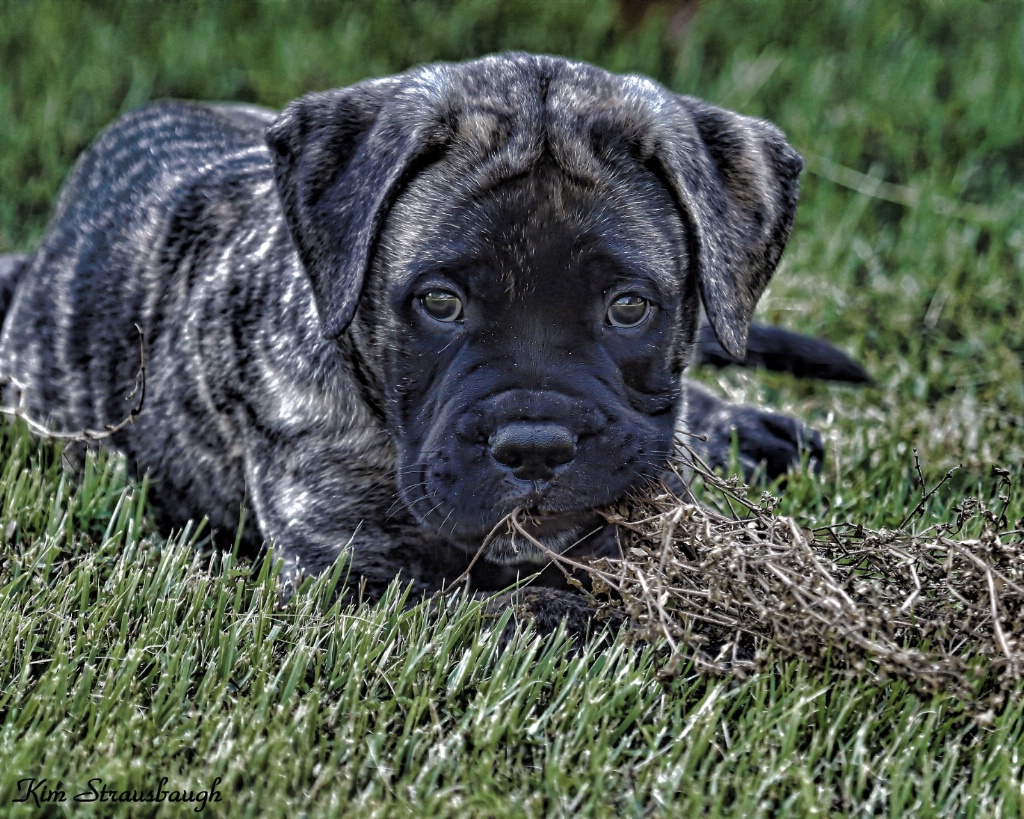 Puppy Stare