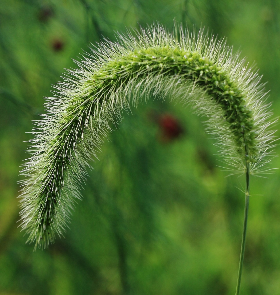 Bristle Grass Seed Head