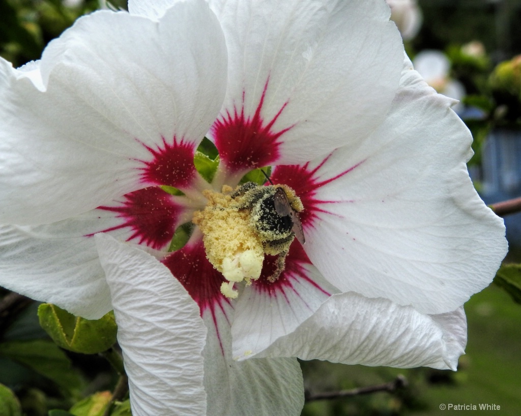 Pollination Process