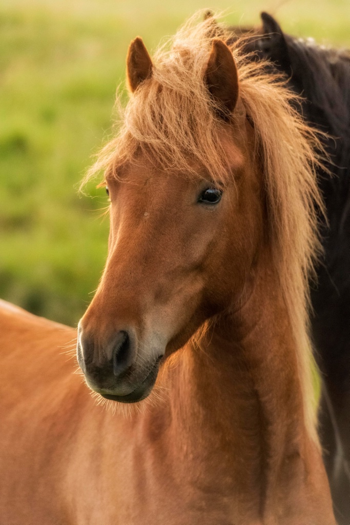 Icelandic Horse II