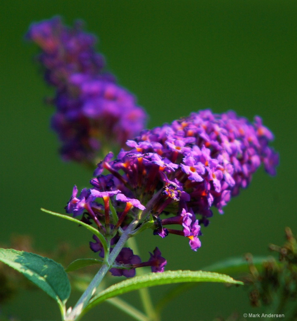 Front Yard Flowers