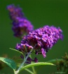 Front Yard Flower...