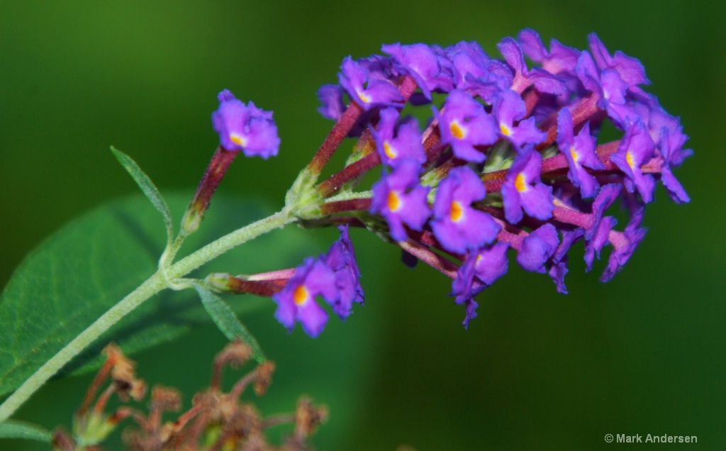 Home Flowers