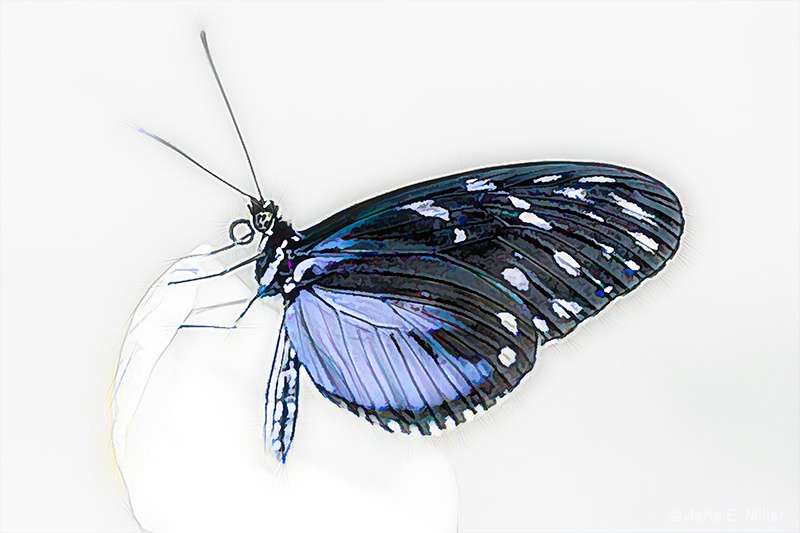 Black and Blue Butterfly Drawing
