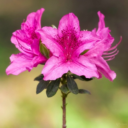 Azalea