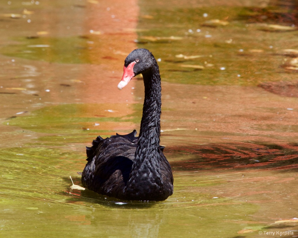 Black Swan  (Hawaii) - ID: 15450342 © Terry Korpela