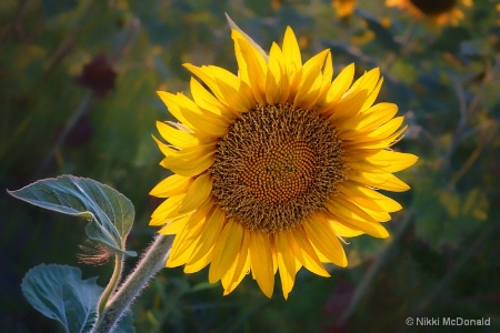 Sunflower