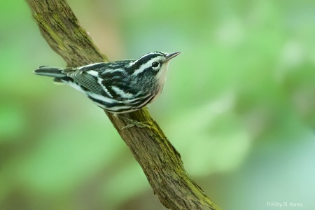 Black and White Warbler  