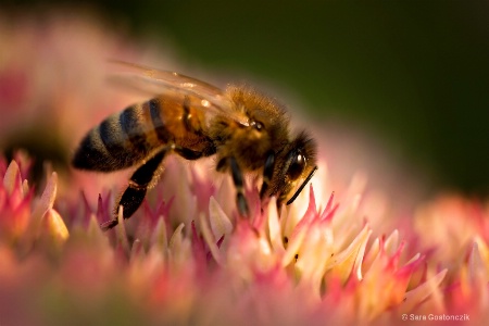 Busy Worker