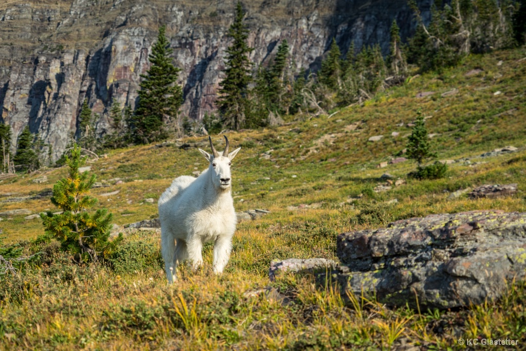 Goat at Logan Pass