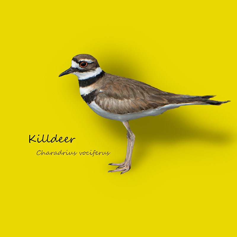 Killdeer