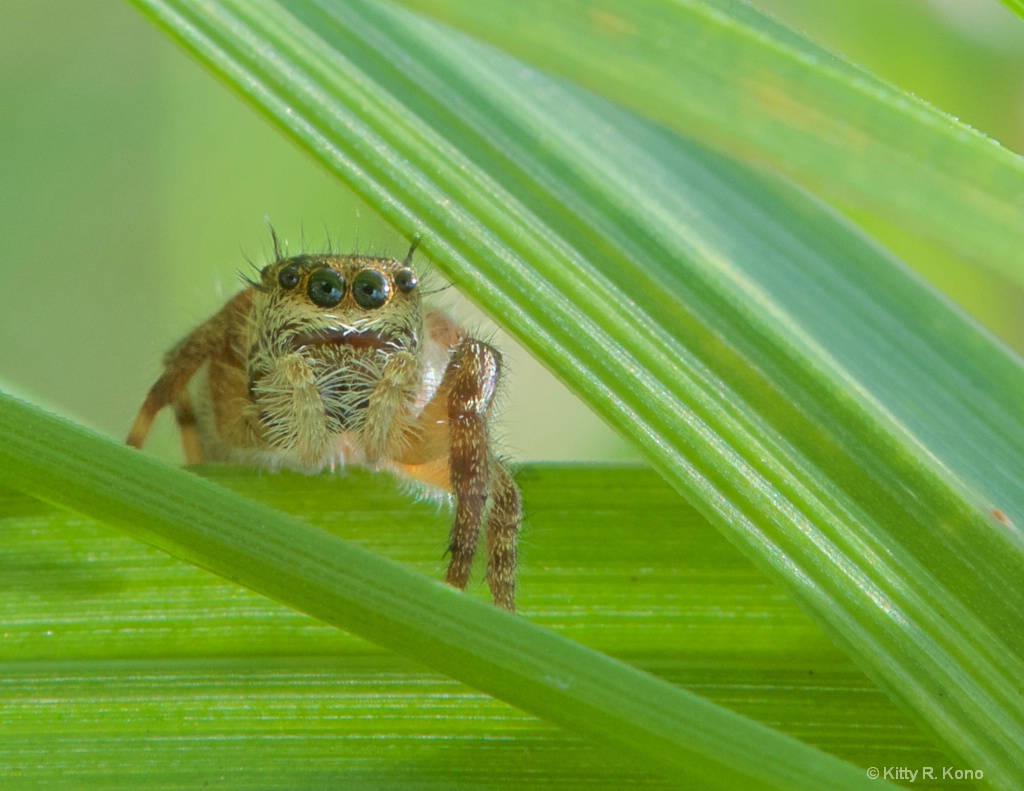 Jumping Spider in the Grass