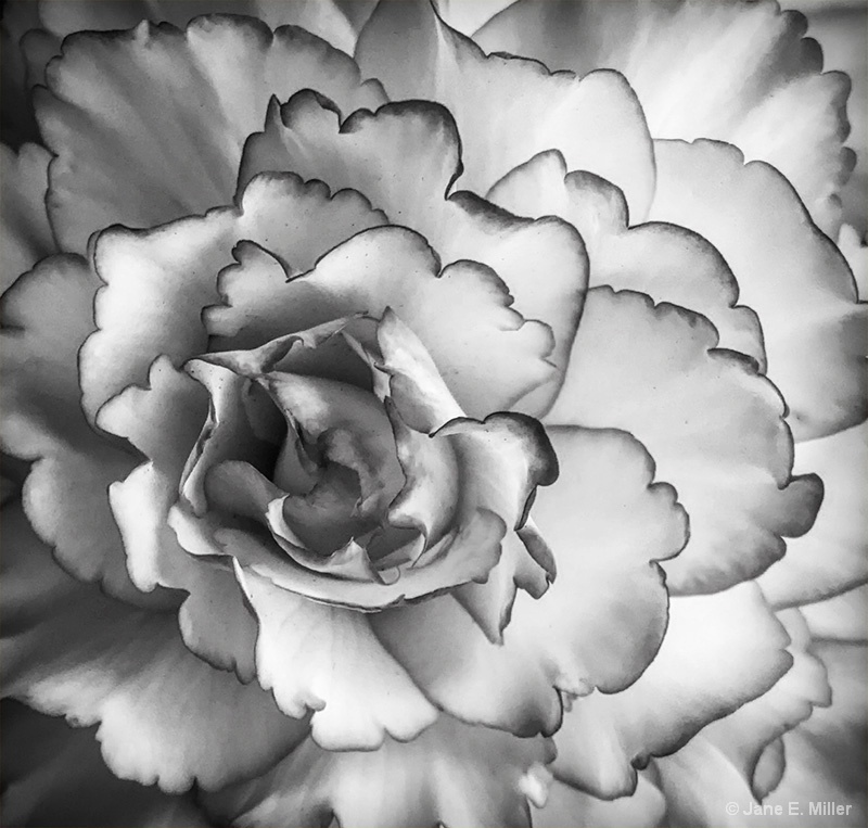 Black and White Begonia