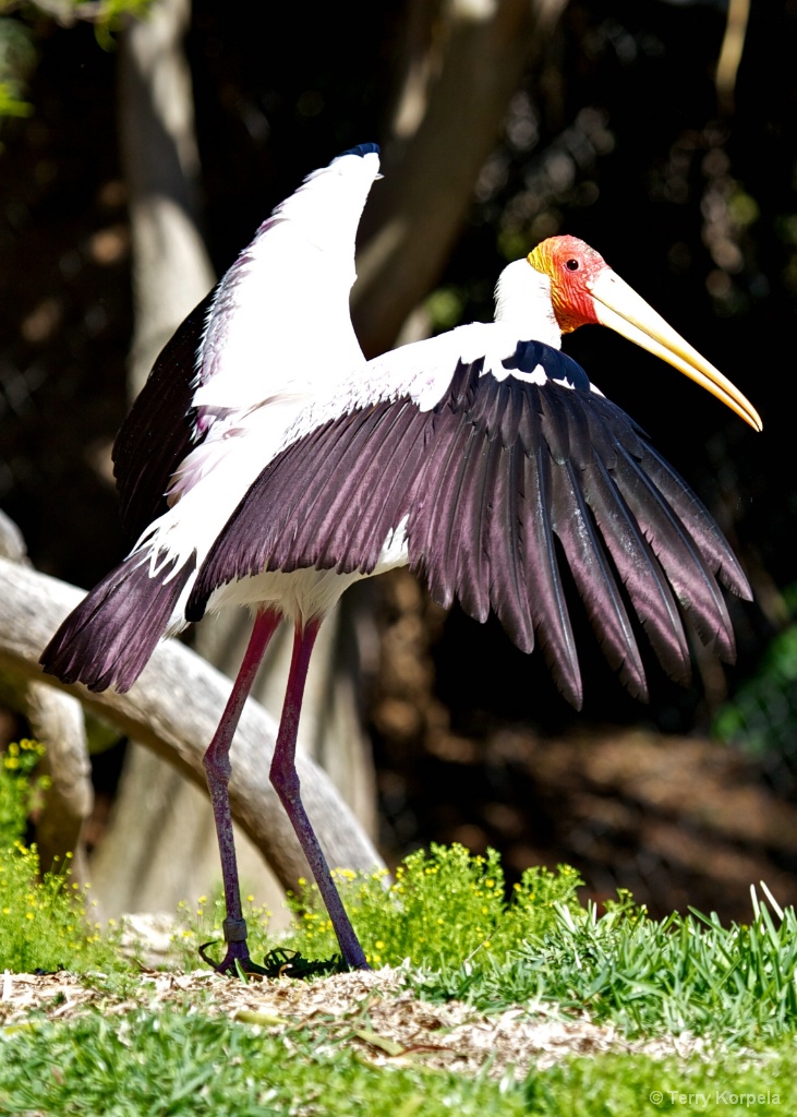 Yellow-billed Stork  - ID: 15451541 © Terry Korpela