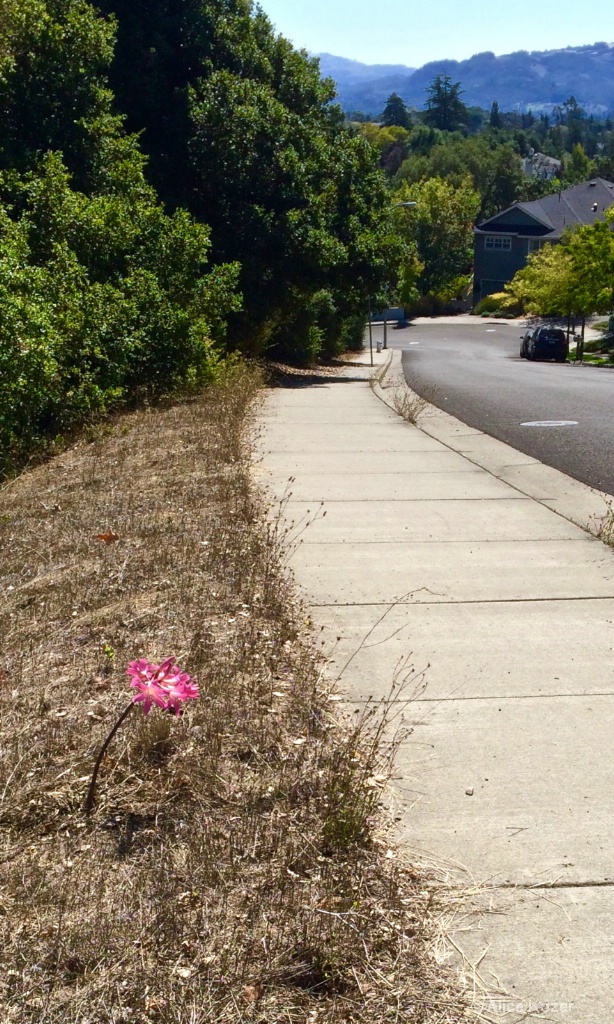 Lone Lily along Roadside