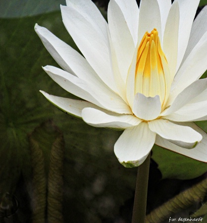 Yellow and White Water Lily