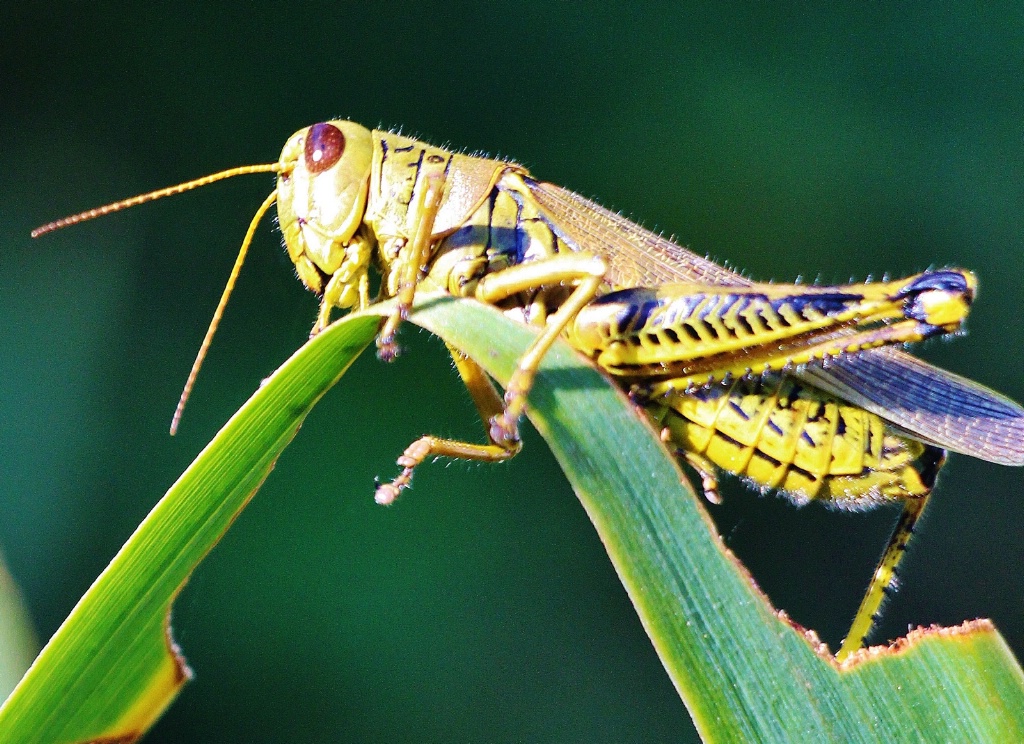 Hungry Grasshopper