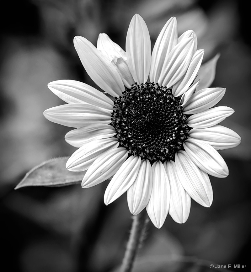 Black and White Sunflower