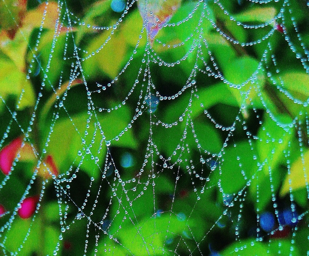 Spider Web in Dew
