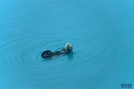 Sea Otter in Kenai fjords-Seward Alaska