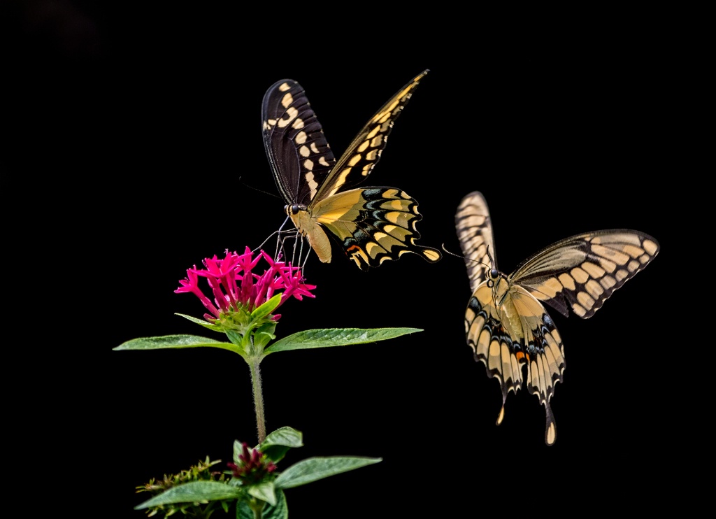 Giant Swallowtail pair - ID: 15452709 © Michael Cenci