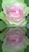 Green Rose Reflec...