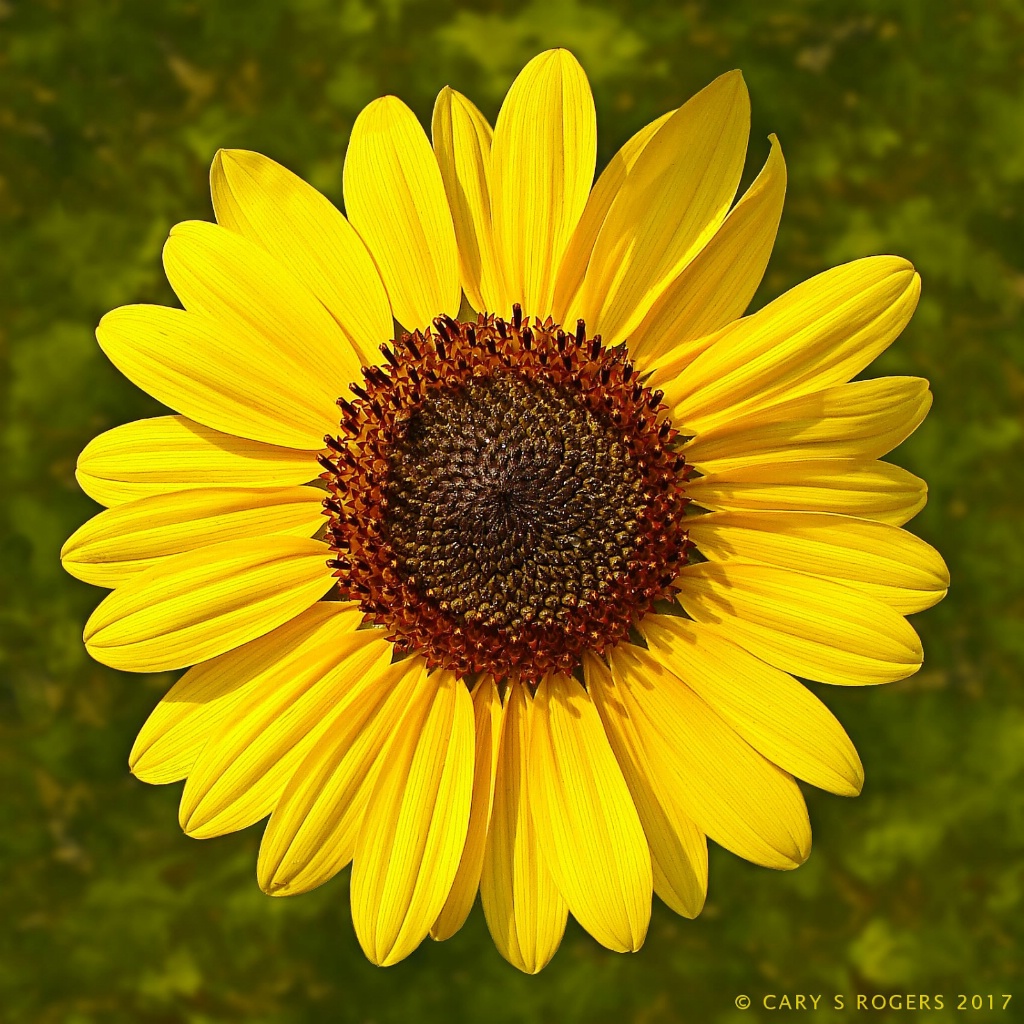 Wild Sunflower #2