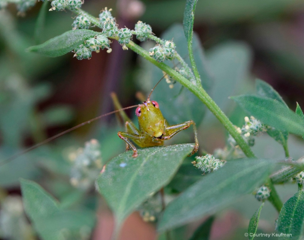 Happy little grasshopper 
