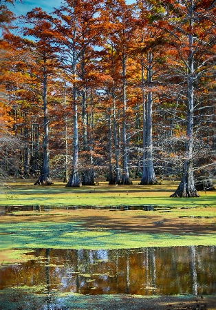 Mississippi River Oxbow Pond