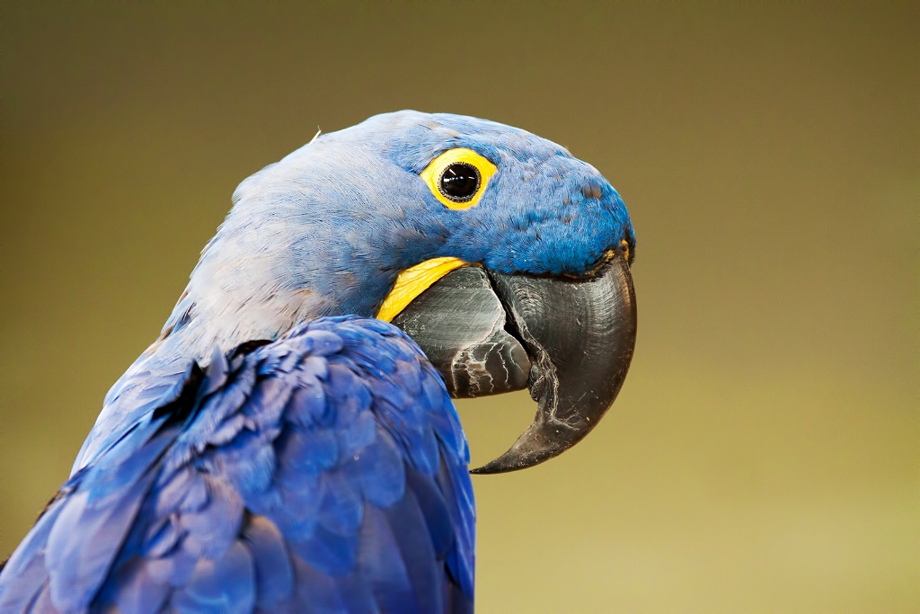 Now That's A Beak