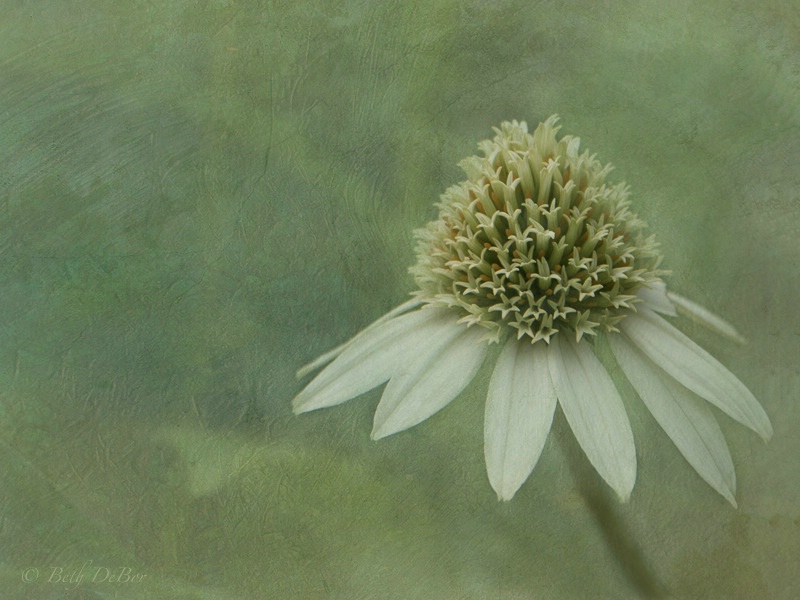 White Coneflower